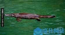 世界上最原始的哺乳动物 鸭嘴兽在2500万年前就已出现