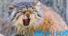 世界上最凶残的猫 帕拉斯猫具有强烈攻击性
