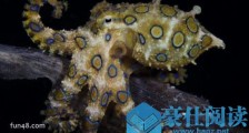 世界上最毒的章鱼 一只蓝环章鱼能在几分钟内毒死26人