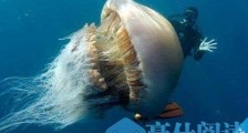 世界上最大的水母,越前水母可达400多斤重
