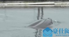 人工繁育江豚“贝贝”回归自然水域