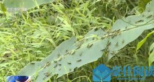 云南6月以来多地持续遭受黄脊竹蝗灾害 13万多亩区域受到危害