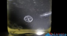 良好生态覆盖 世界级濒危“活化石”现身海南五指山