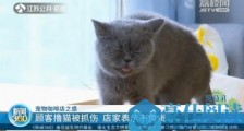 顾客喝咖啡撸猫被抓伤 店家到底该不该负责?