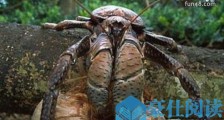 世界上最大的陆生螃蟹 椰子蟹体长达1米 喜欢爬树摘椰子