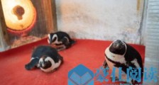 动物园里的“花式”保暖:企鹅烤火