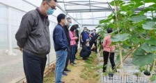 广州天河对口帮扶梅州兴宁 村村联动铺就致富路