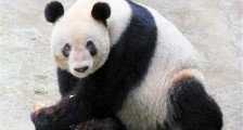 再见!全球最长寿圈养大熊猫“新星”去世