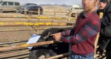 两男子盗窃30头牲畜藏于家中 邻居帮失主认领才发现自家马匹被盗