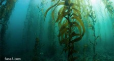 世界最大的藻类植物 巨藻最长的可以达到300米