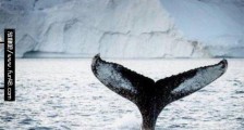 世界公认的最佳观鲸地点 格陵兰岛有好多珍贵的鲸鱼