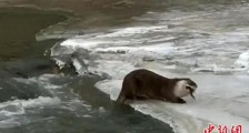 四川色达首次拍到国家二级保护动物小爪水獭冰面捕食