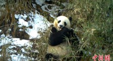 四川宝兴：红外相机连续拍到大熊猫雪地里当“吃播”
