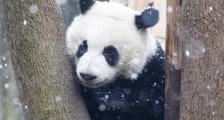 大熊猫成为四川志愿服务新IP 我们期待什么？