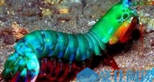 雀尾螳螂虾：世界最凶猛的虾 可击穿防弹玻璃