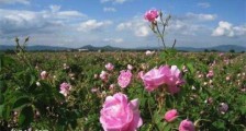 世界最大的玫瑰产地 保加利亚玫瑰种类多达7000种