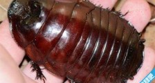 世界上最大的蟑螂 科学家们发现长度达到10厘米的东方蜚蠊