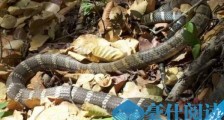 世界上体型最大的毒蛇，过山峰毒蛇专以蛇类为食