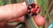 世界上最脆弱的蛇 玻璃蛇遇到危险自断尾巴
