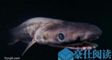 世界上最原始的鲨鱼 皱鳃鲨在地球生存了3.8亿年