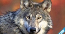 现存最大的犬科动物 灰狼身长可达2.5米