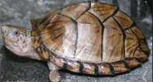 世界上最凶的乌龟 剃刀龟饿极了会互咬