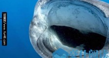 世界上最大的鱼 鲸鲨长达20米