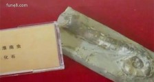迄今发现最早的多细胞生物 7.4亿年前的淮南虫