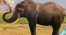 史上最大的大象 非洲安哥拉雄象身长8米