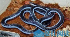 世界上最奇异的蛇香蛇 能发出香气可防蚊