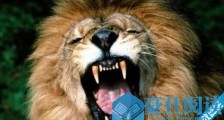 世界上最大的狮子 巴巴里雄性狮子平均体重185千克