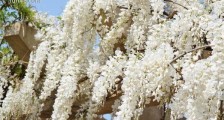 陆地上最长的植物 白藤可达400—500米