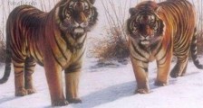 最大的猫科动物 巨虎身长4米重1600斤