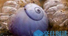 世界上最奇特紫色动物紫色海蜗牛 美的让人惊讶