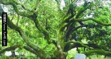 最古老的荔枝树 名叫“宋家香”的古荔枝树已有1200多岁