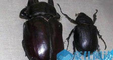世界上最大的昆虫泰坦甲虫 长达21厘米比人的手掌大