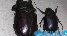世界上最大的昆虫泰坦甲虫 长达21厘米比人的手掌大