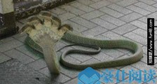 世界上最怪异的蛇 印度神庙的五头蛇真实性受质疑