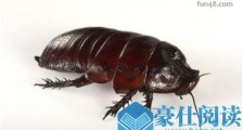 世界上最大的蟑螂犀牛蟑螂 智商高能听懂人话
