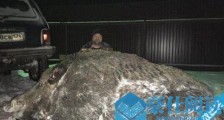 世界上最大的野猪 重1070斤高1.7米长3米比老虎还要大