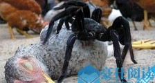 世界最大的蜘蛛格莱斯捕鸟蛛 重达135克，体长10厘米