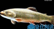 世界上最神奇的鱼沙漠鱼 一滴水也可以沙漠中畅游