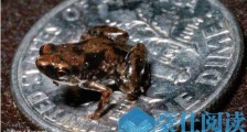 世界上最小的青蛙阿马乌童蛙 没有一美分硬币大