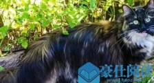 世界上毛最长的猫 毛长25.68厘米的两岁小猫刷新世界纪录