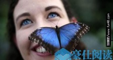 世界上最大的蝴蝶 传说中的蓝默蝶 20天化蛹成蝶
