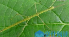 世界上最大的昆虫竹节虫产卵 最大的竹节虫62.4厘米