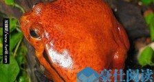 世界上攻击力最弱的青蛙 马达加斯加番茄蛙
