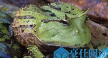 世界上触角最长的青蛙 亚马逊角蛙贪吃致死