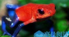 世界上极危青蛙 红带箭毒蛙极度濒危物种 最毒的可毒死10名成年人