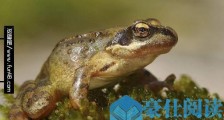 世界上最具医药价值的青蛙林蛙 纯天然补品